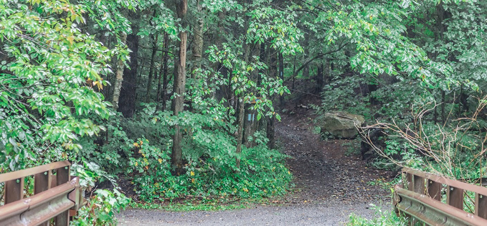 path leading through forest
