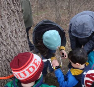 Tapping black walnut trees