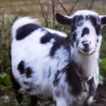 A goat in a field