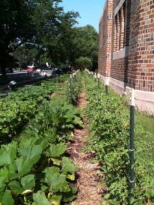 Harvest at the KAMII Food Justice and Sustainability Program on Sunday