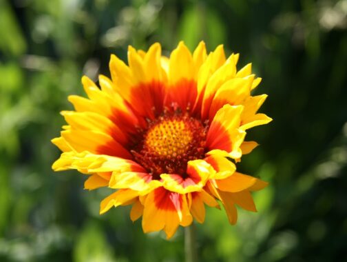 Sunflower in bloom