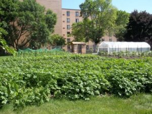 Vegetables at the GAN Project Homestead