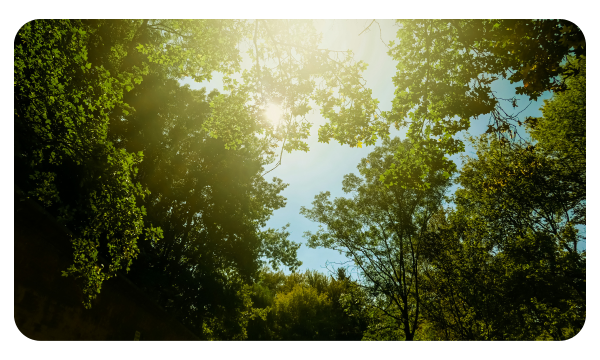 Sun and blue sky peeks through a green tree canopy